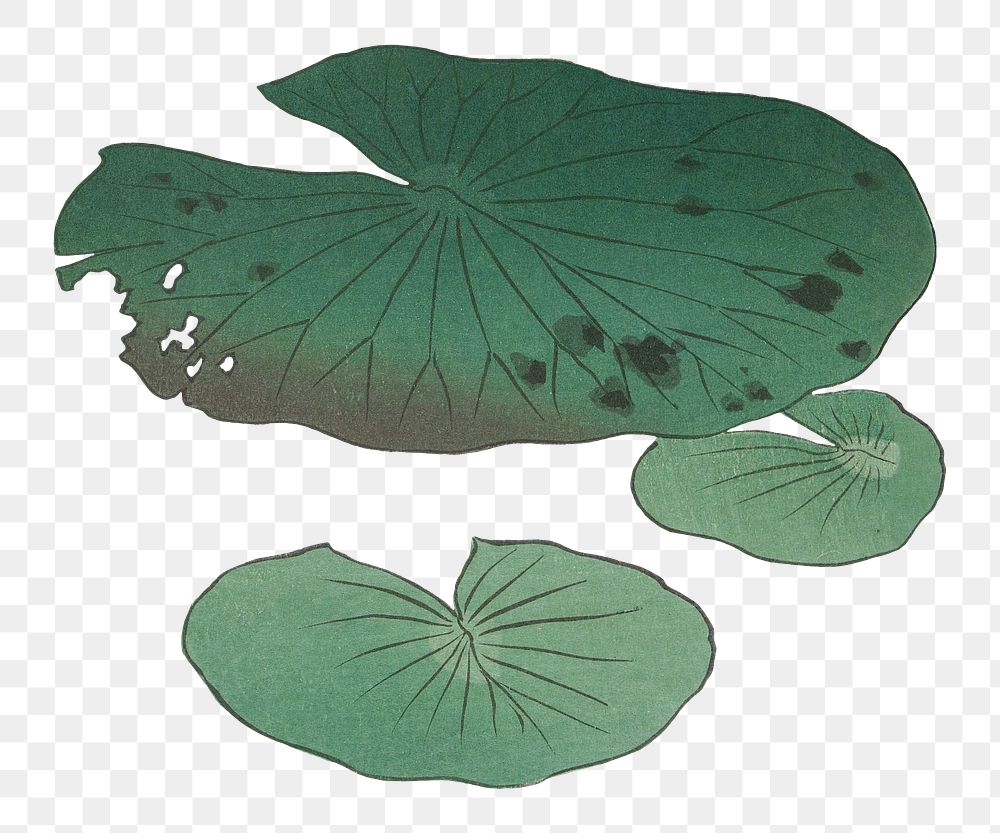 Green leaf png sticker, vintage botanical illustration, remix from the artwork of Ohara Koson