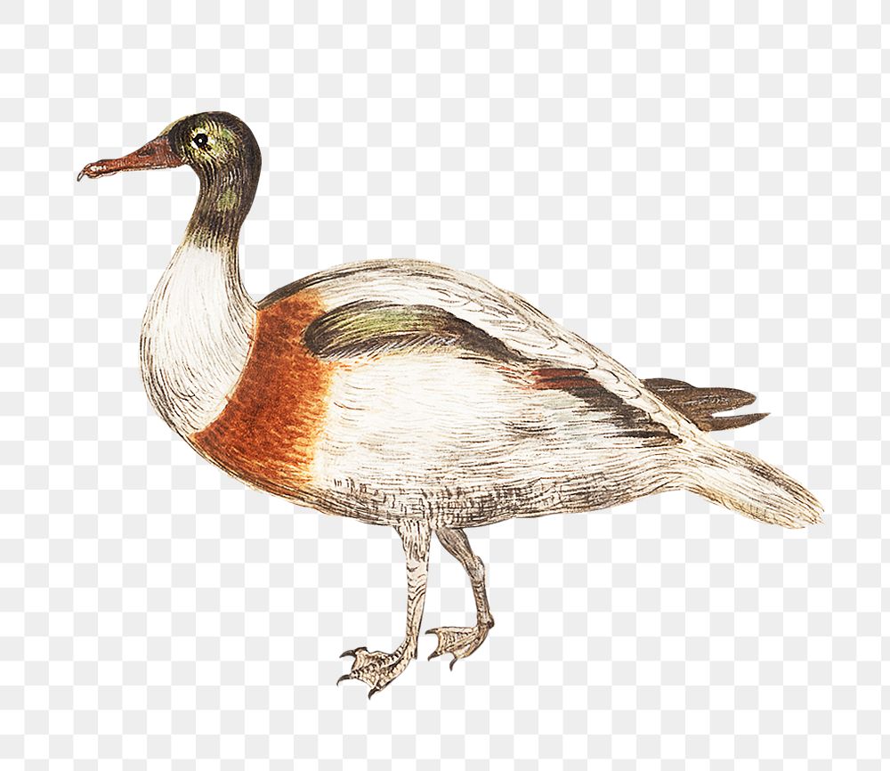 Vintage Indian runner duck illustration