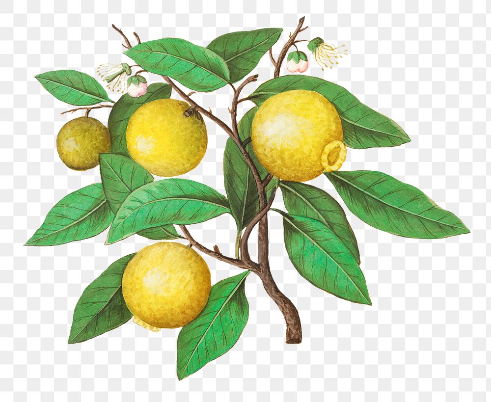 Vintage lemon branch illustration