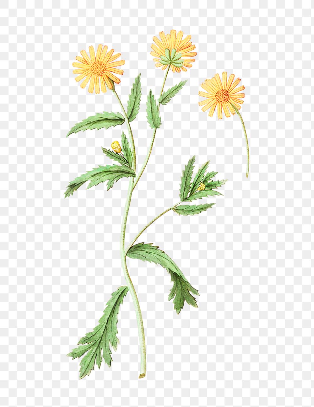 Vintage chrysanths flower illustration
