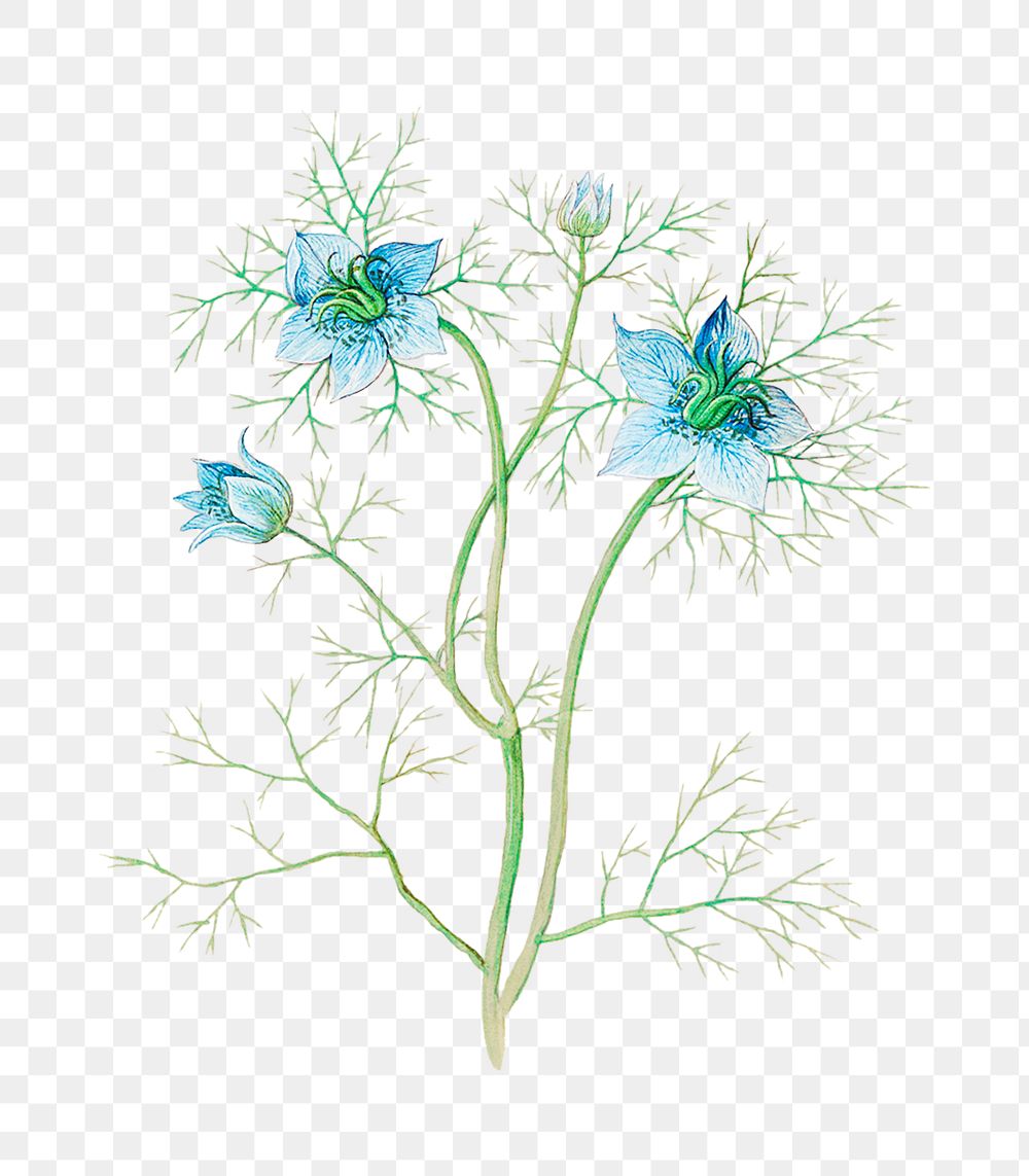Vintage blue nigella flower illustration
