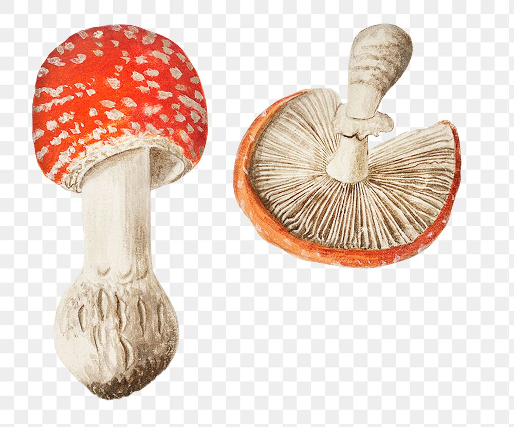Vintage fly agaric mushroom illustration
