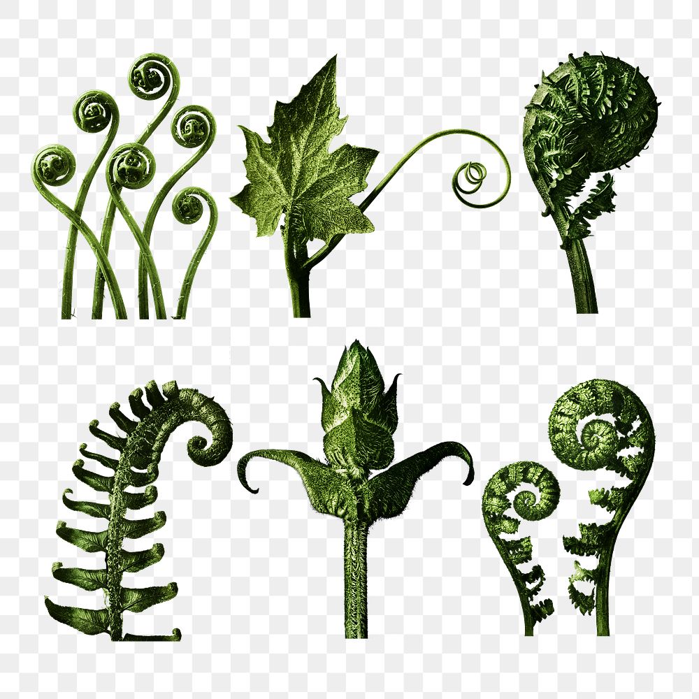 Macro plant photography set
