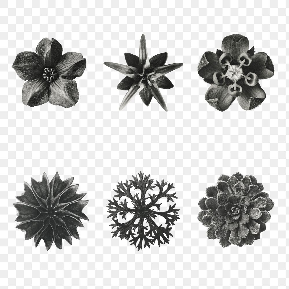 Black and white macro plant photography set transparent png
