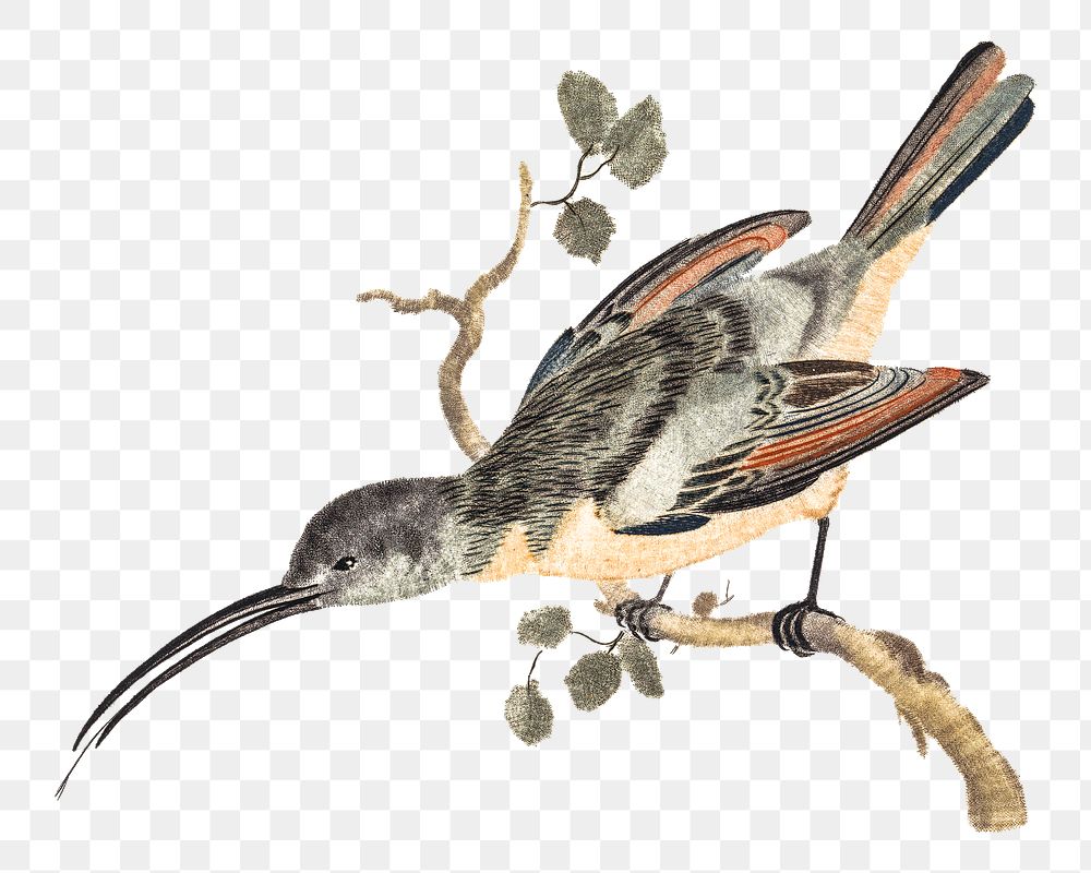 Hand drawn hummingbird png bird sticker