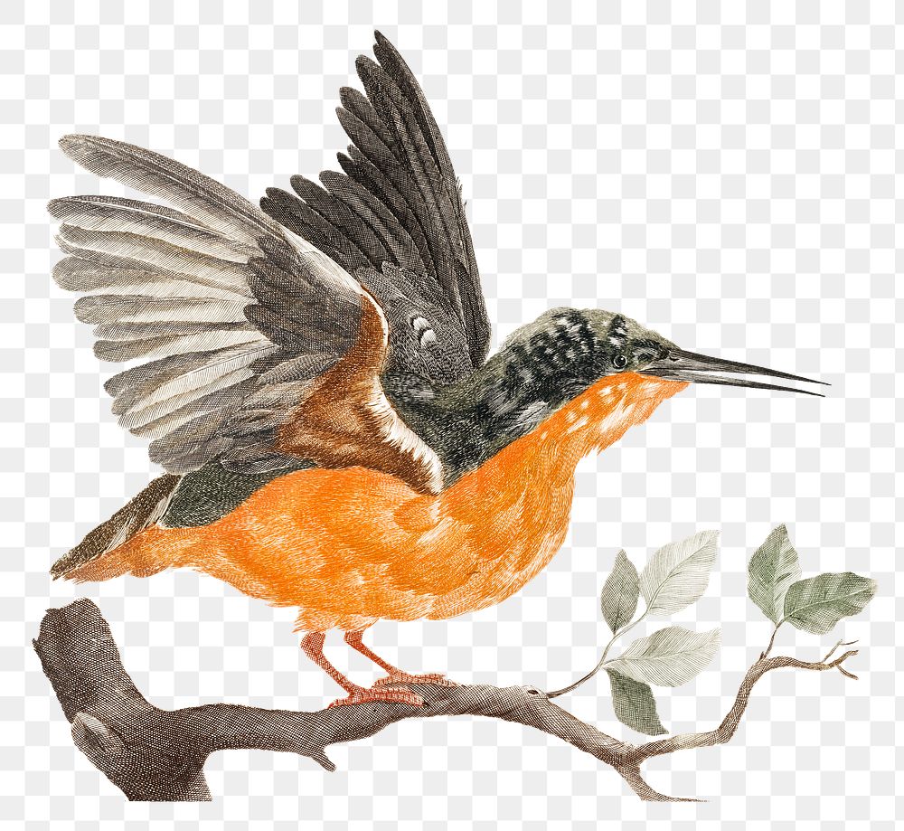 Png kingfisher bird sticker vintage illustration