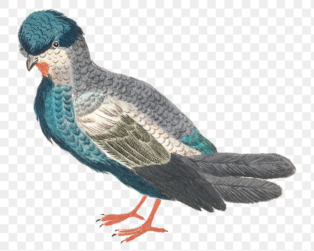 Pigeon png bird sticker vintage illustration