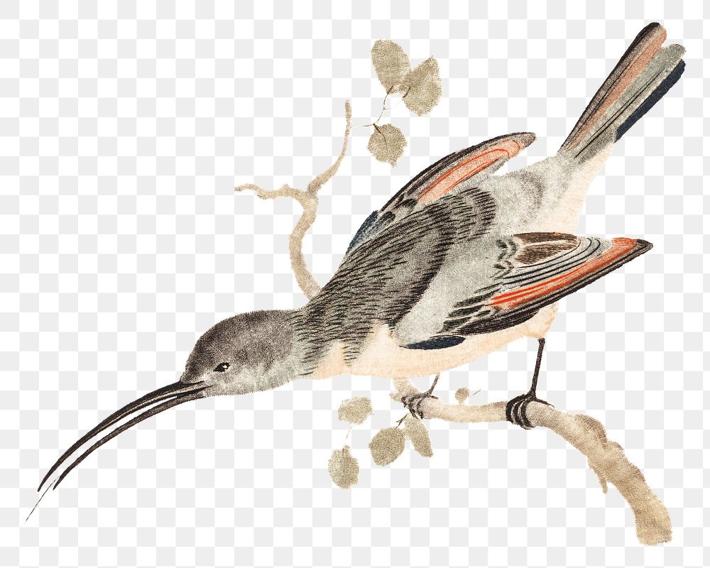 Hummingbird png sticker vintage illustration | Free PNG Sticker - rawpixel