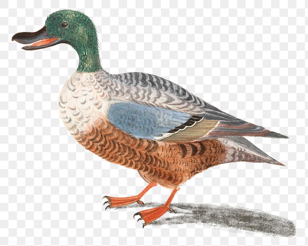 Vintage Northern shoveler duck png sticker hand drawn illustration