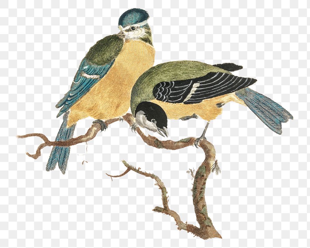 Png tit birds on a branch sticker vintage illustration