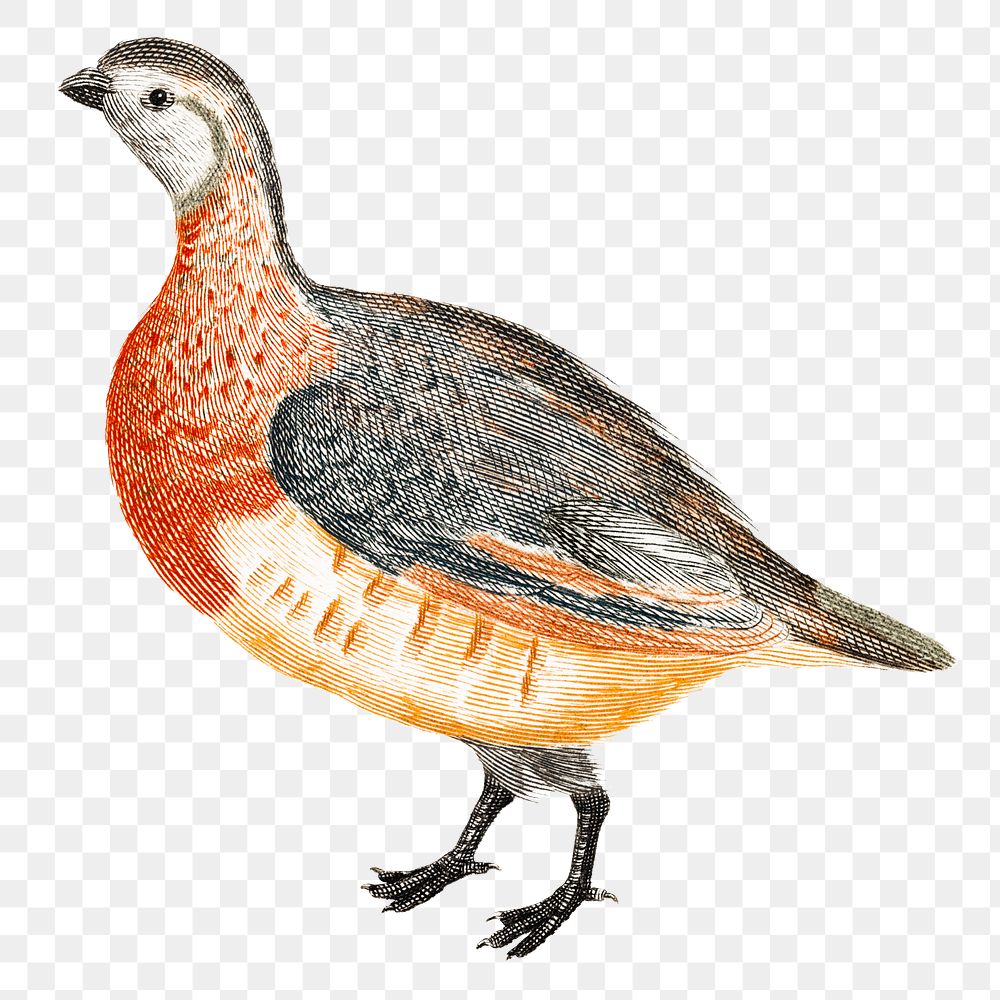 Hand drawn partridge png bird sticker vintage illustration