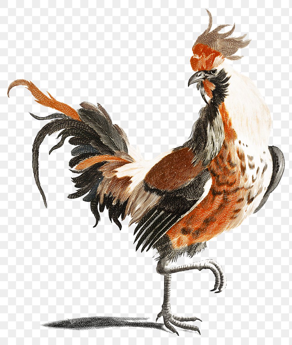 Vintage cock png chicken sticker hand drawn illustration