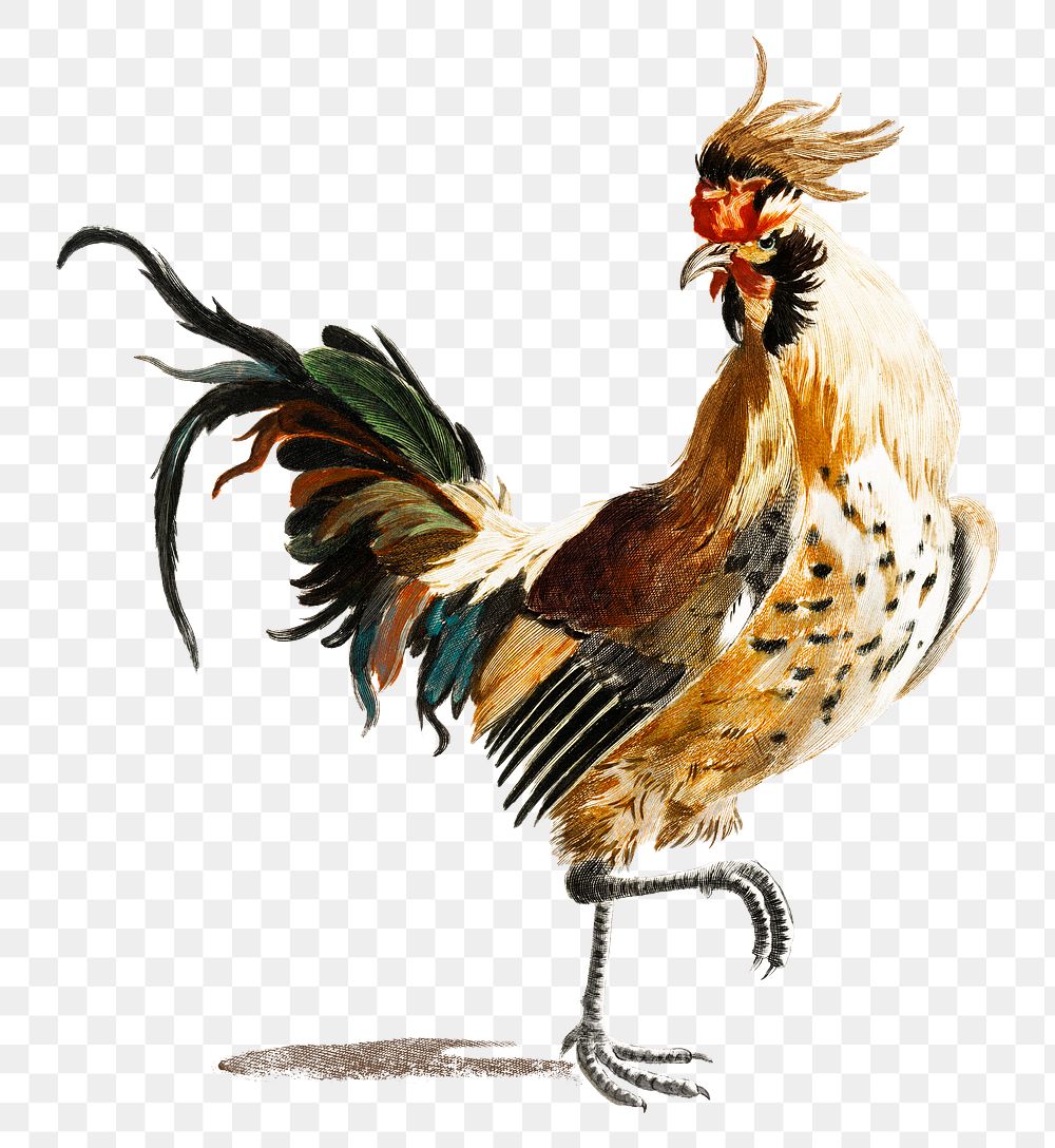 Hand drawn cock png chicken sticker vintage illustration