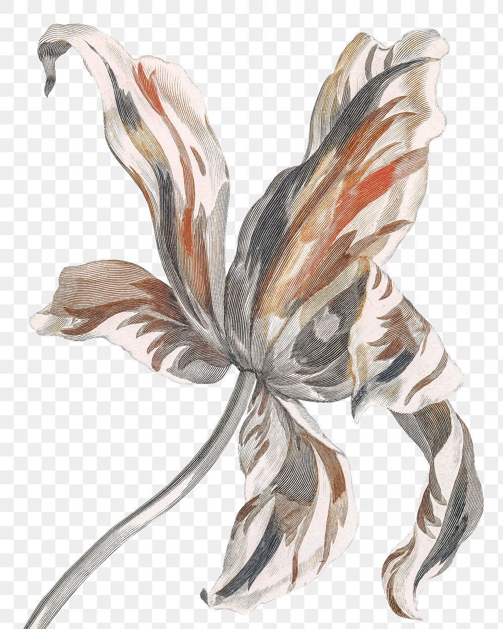 Tulip flower png sticker vintage botanical