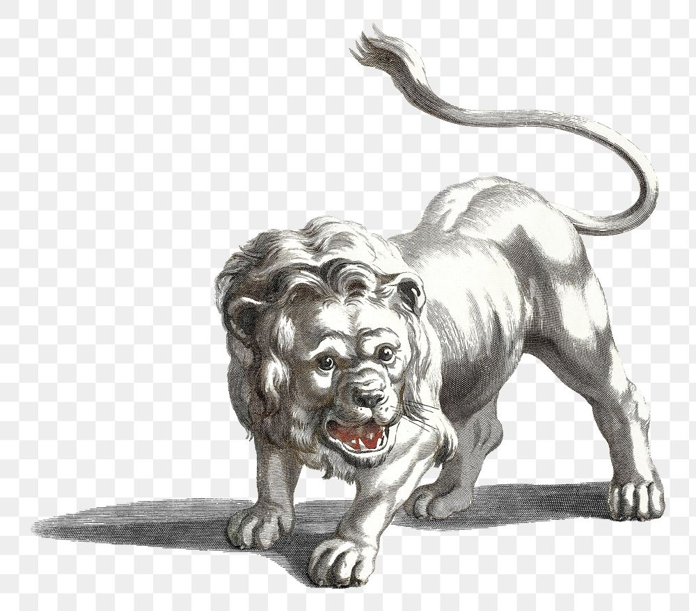 Png bw lion sticker wild animal illustration