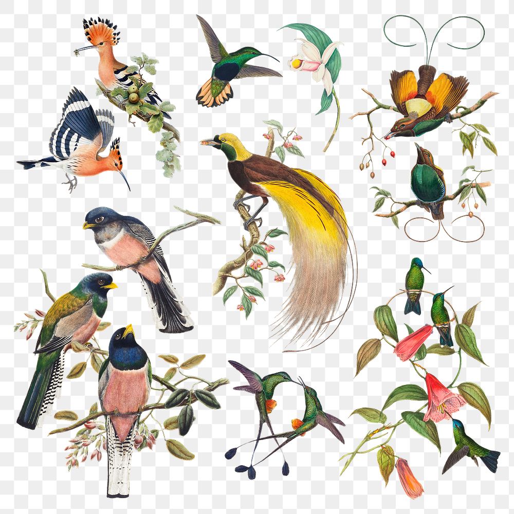 Vintage bird png animal art print set, remixed from public domain collection