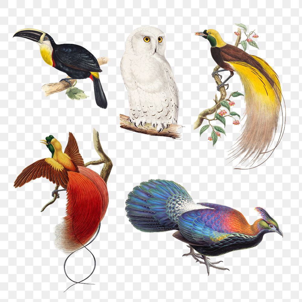 Vintage bird png animal art | Premium PNG - rawpixel