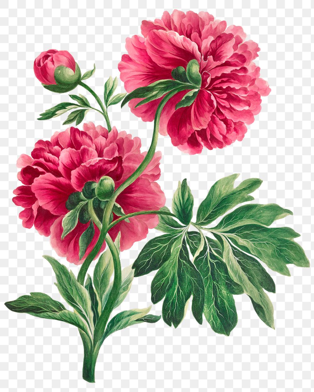 Pink peony png floral design element, remixed from artworks by John Edwards