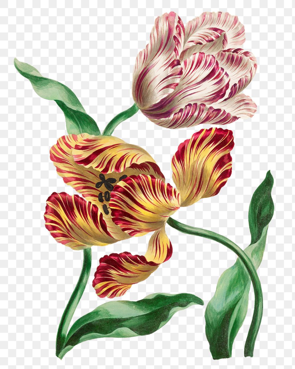 Tulips png floral design element, remixed from artworks by John Edwards
