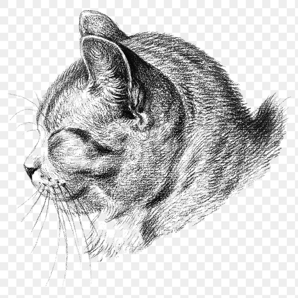 Vintage cat png sticker, animal black and white sketch, remix from the artwork of Jean Bernard