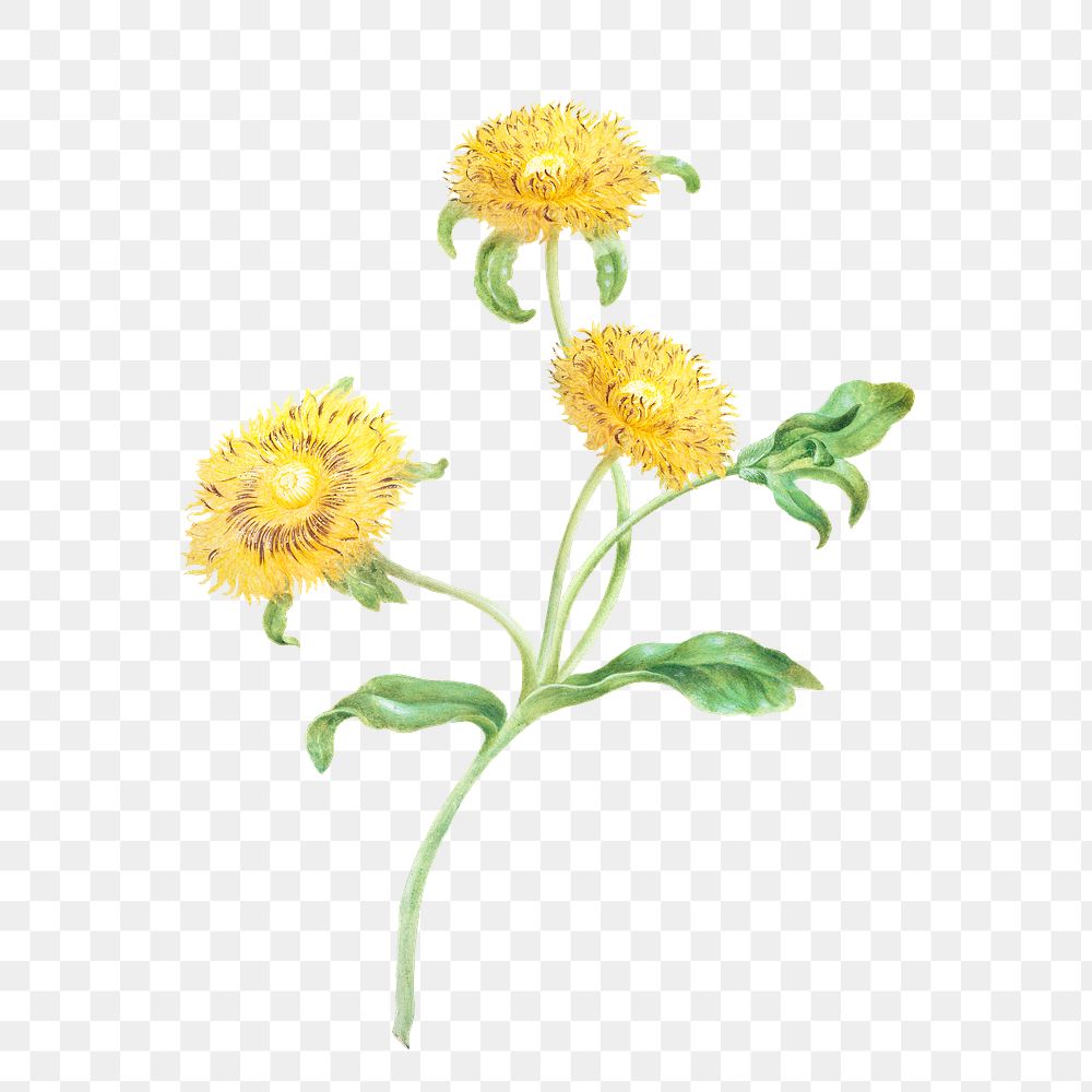 Three yellow flowers botanical illustration | Free PNG Sticker - rawpixel