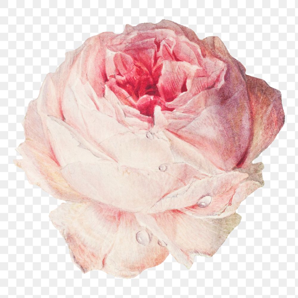Blooming pink rose design element