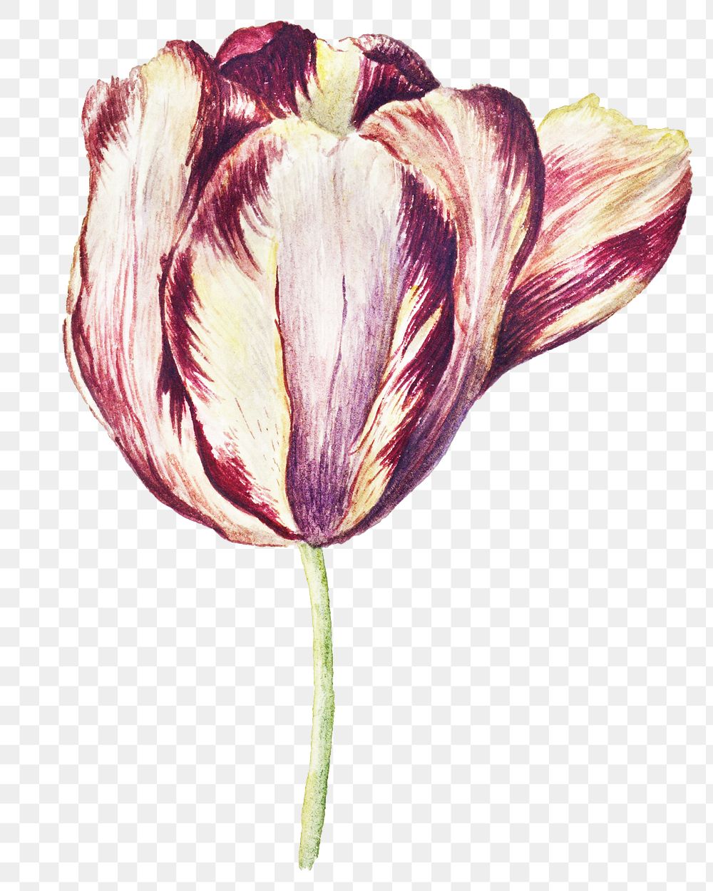 Blooming tulip design element