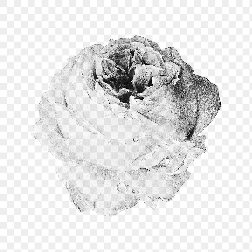 Black and white rose flower design element