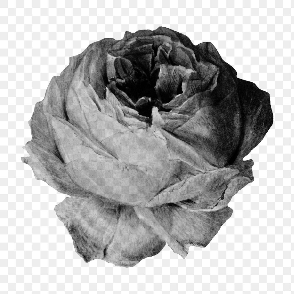 Black and white blooming rose design element