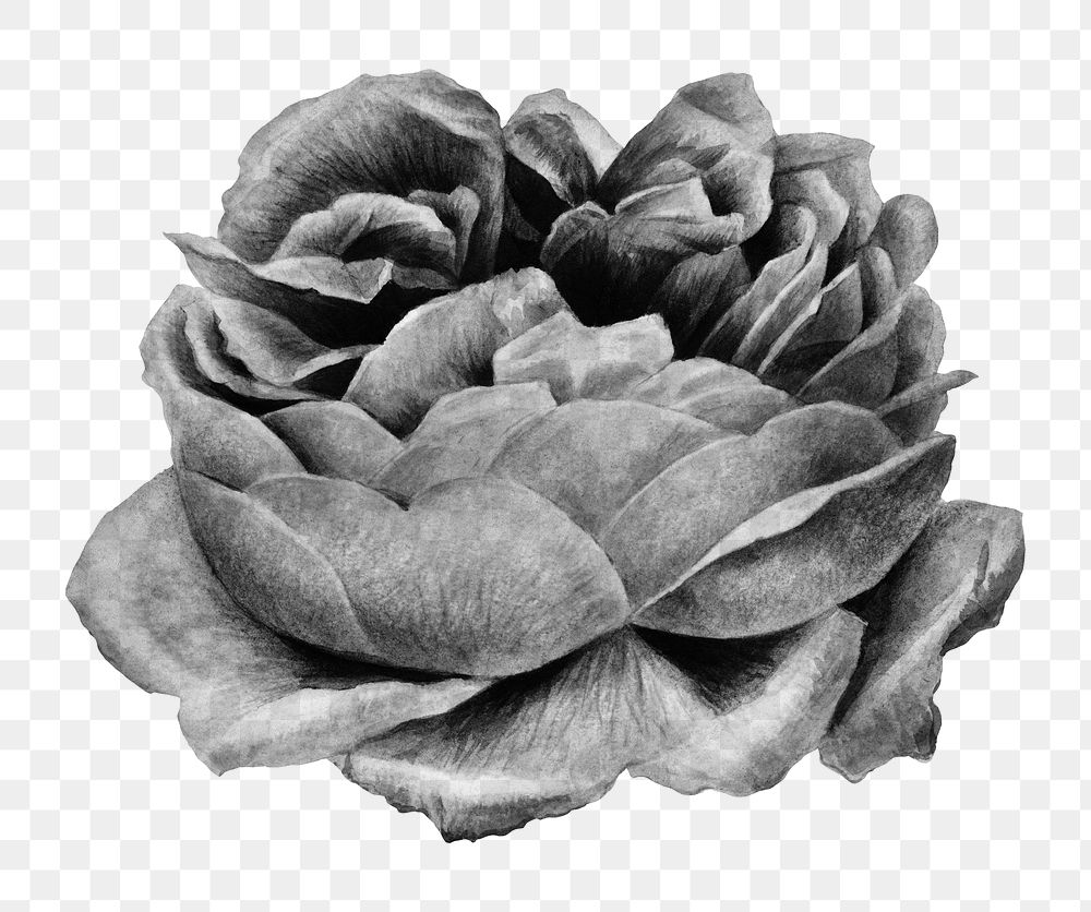 Black and white blooming rose design element