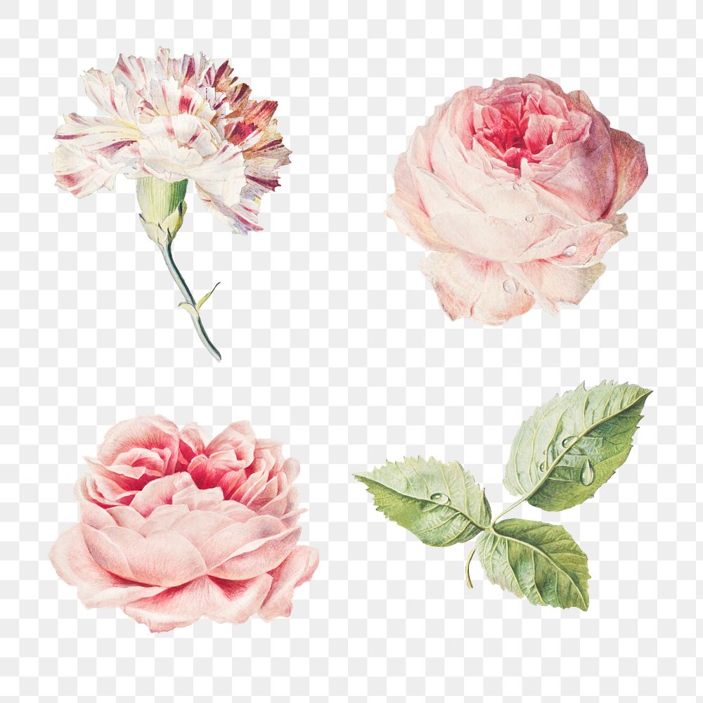 Blooming carnation and rose flowers collection design resource