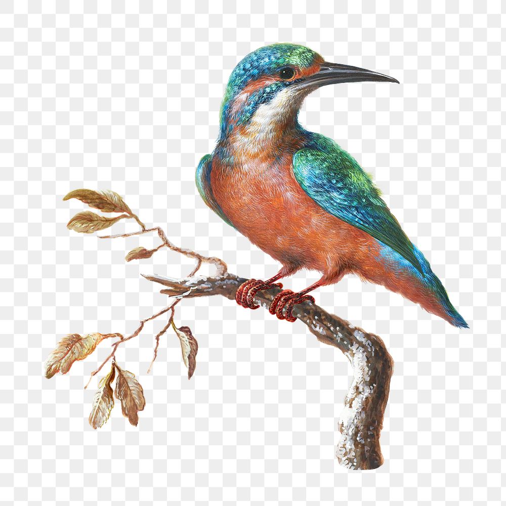 IJsvogel (Common Kingfisher) transparent png | Premium PNG Sticker ...