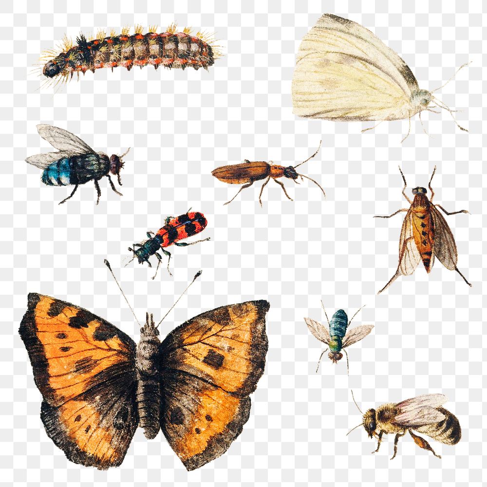 Vintage butterfly and insect illustration set transparent png