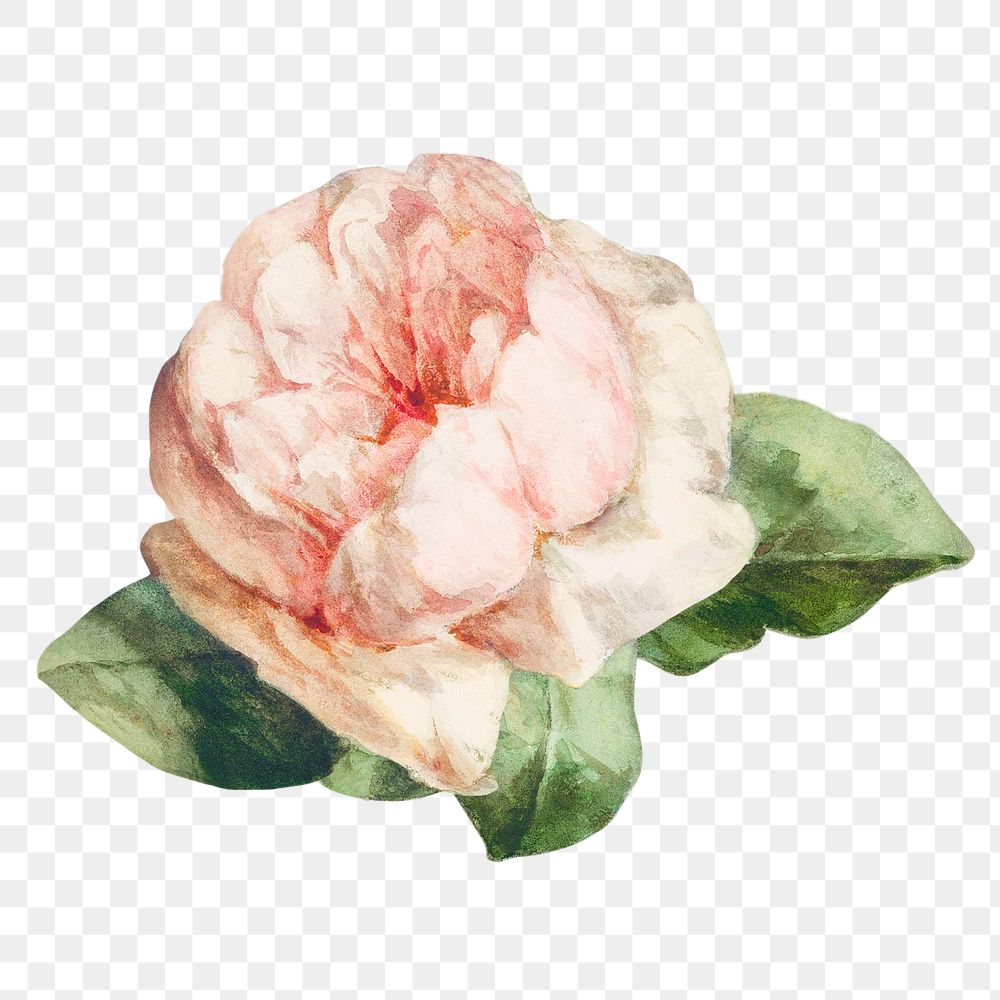 A single pink rose illustration transparent png