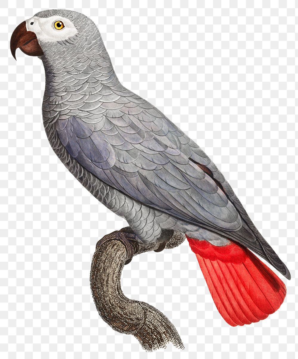 Congo grey parrot bird illustration png