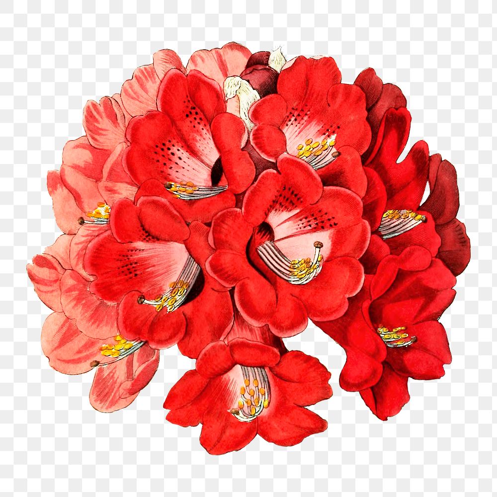 Red rhododendron blooming png floral cut out