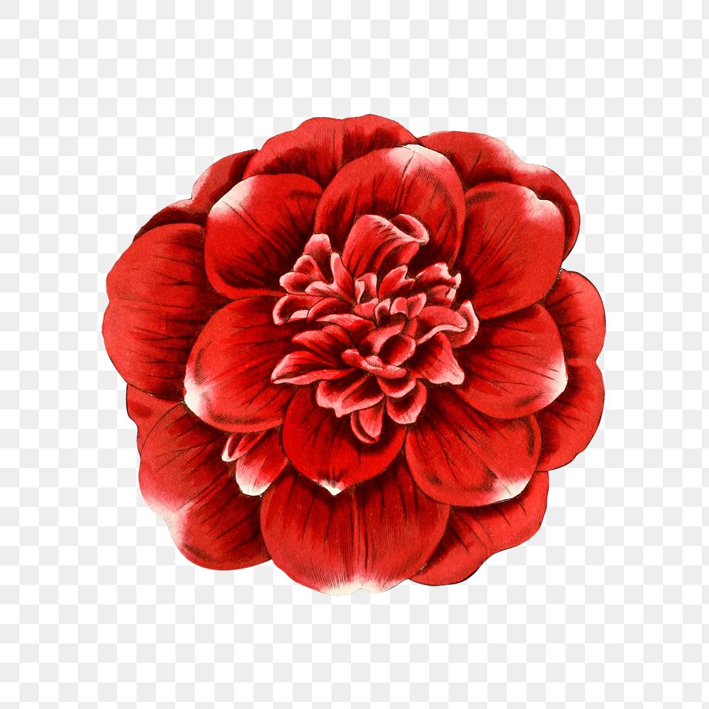 Blooming camellia flower png cut out illustrated