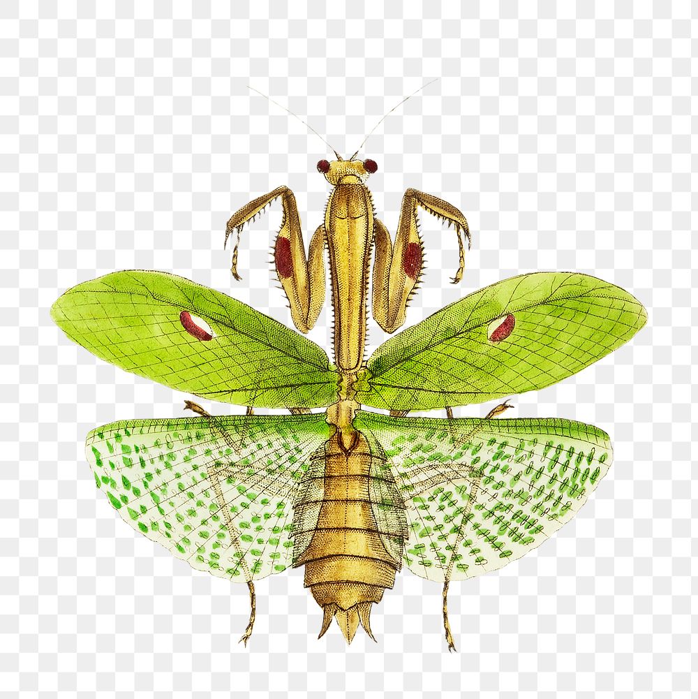 Png Idol mantis bug vintage illustration