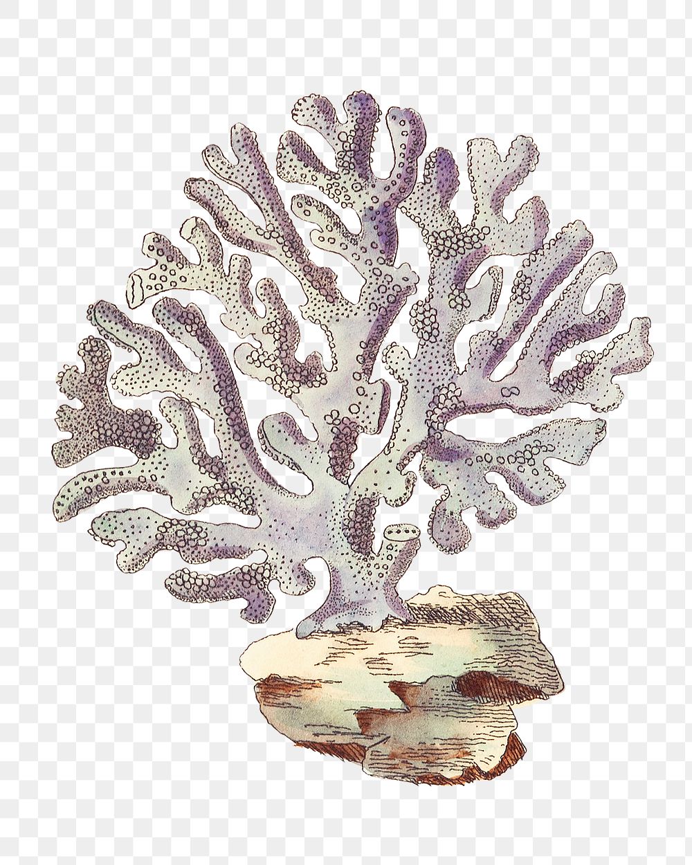 Png Violaceous millipore coral illustration