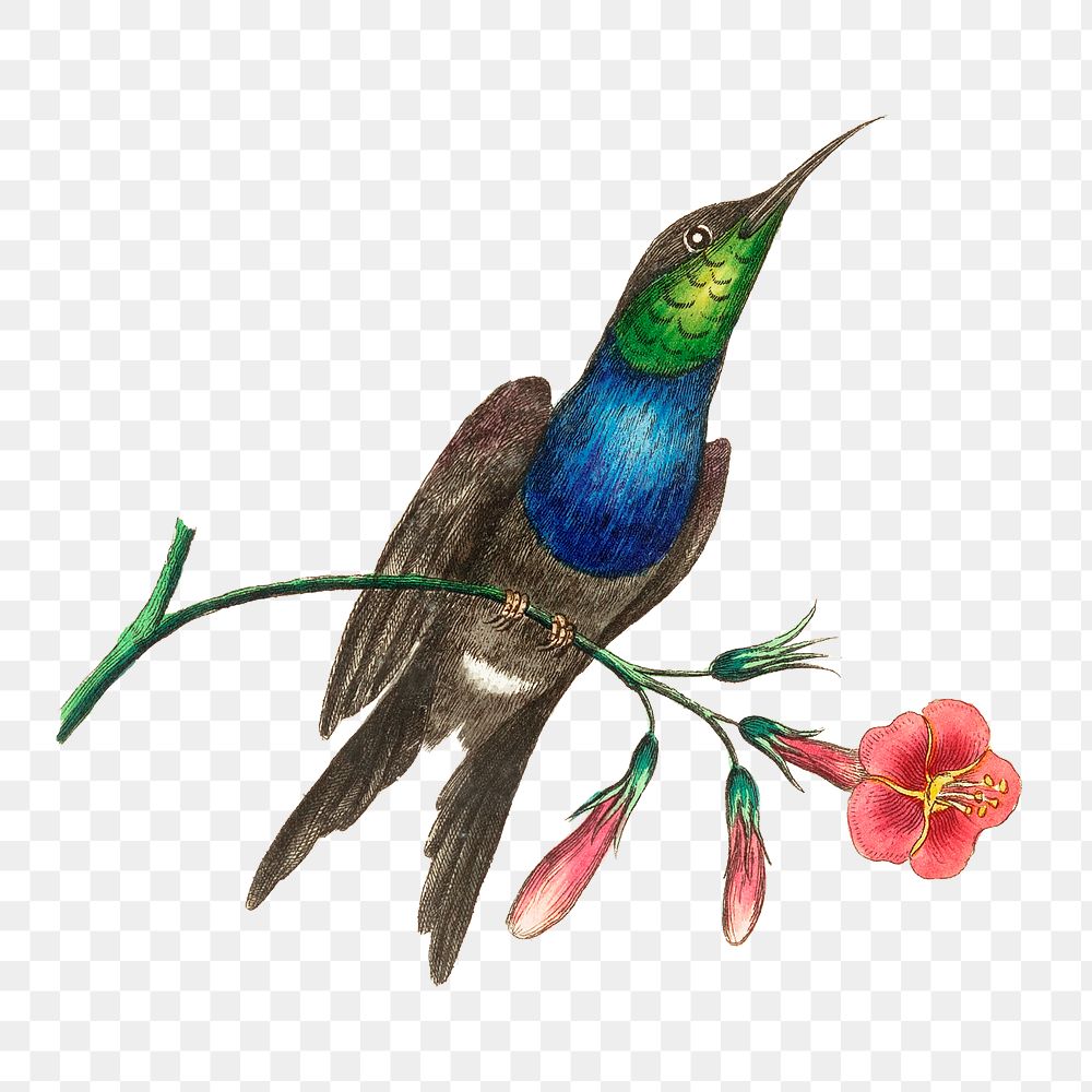 Png hand drawn furcated hummingbird illustration g