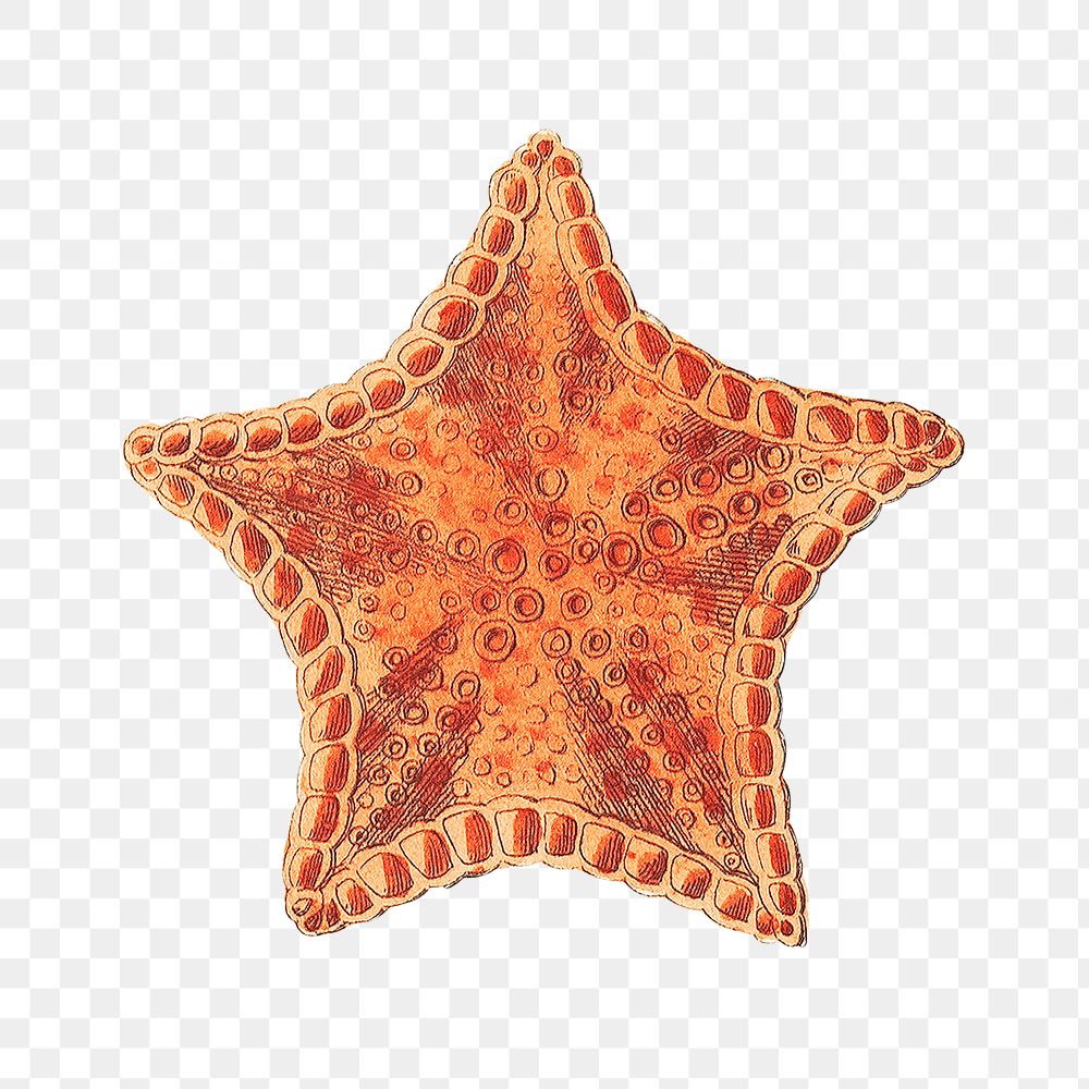 Png carved asterias starfish vintage clipart