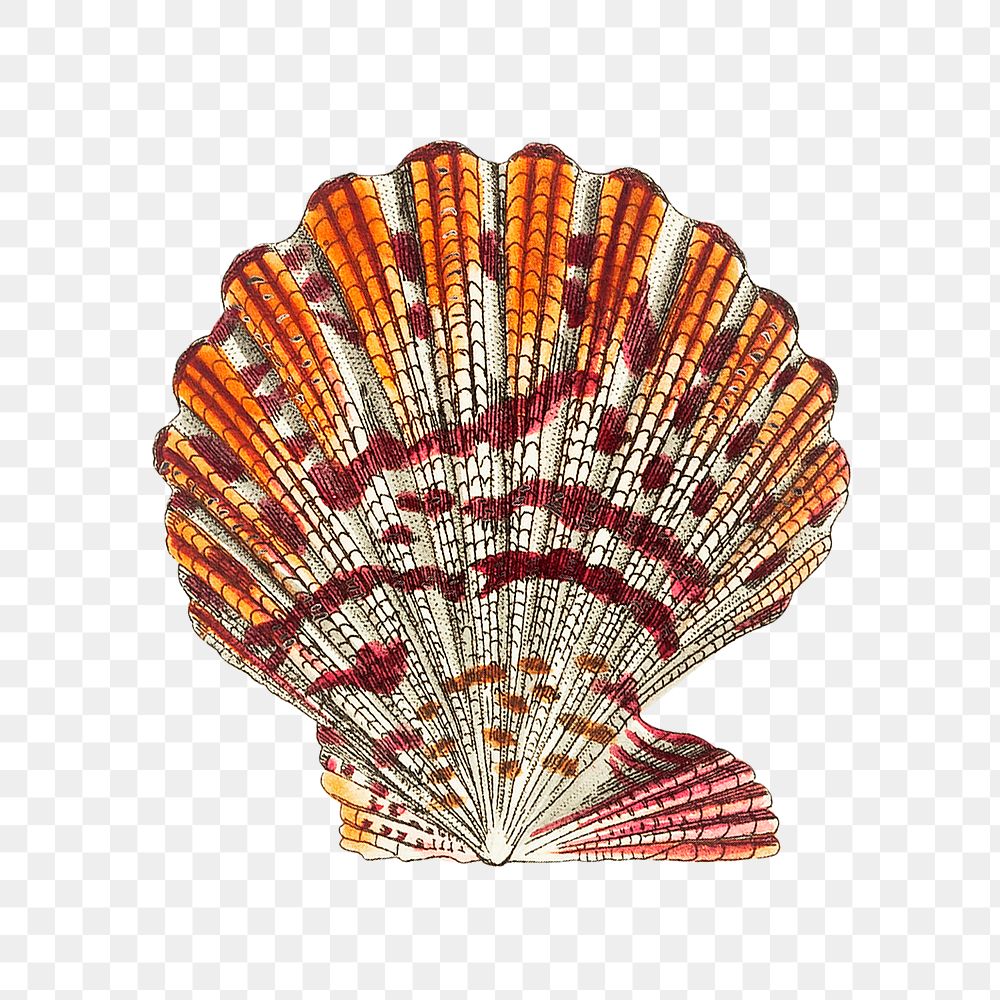 Png mantle scallop shell vintage illustration