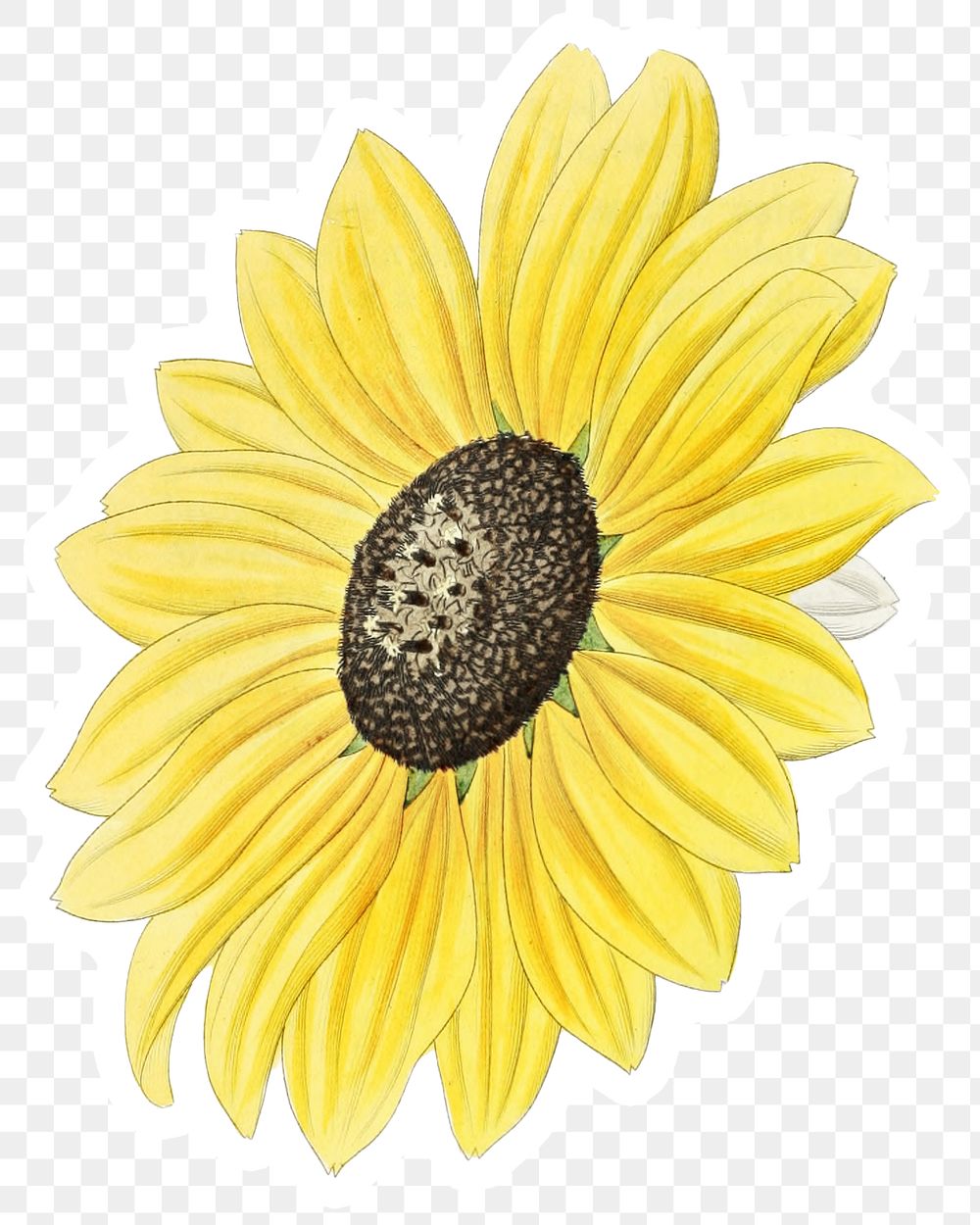 Blooming yellow sunflower png floral cut out 