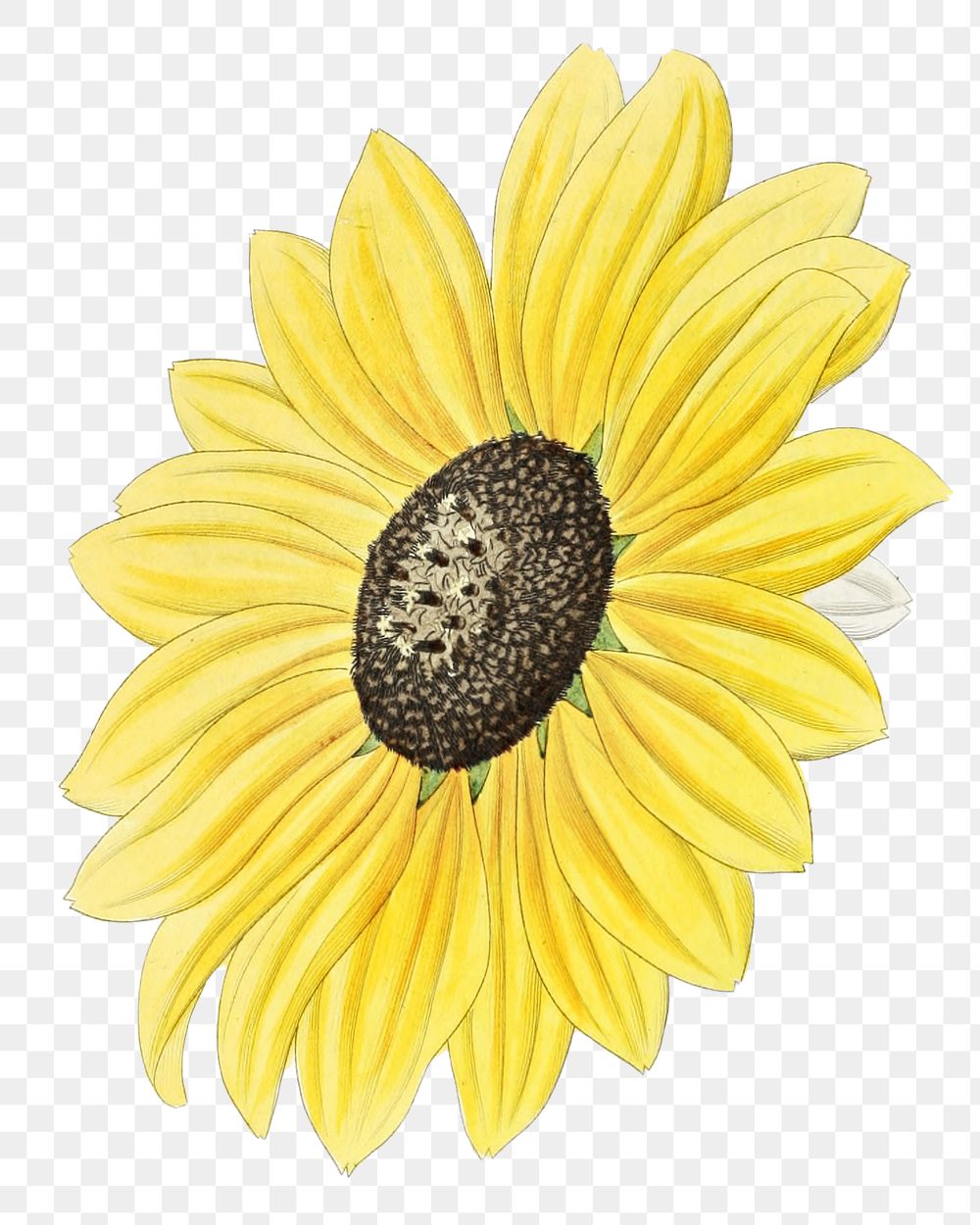 Sunflower flower png cut out botanical illustration