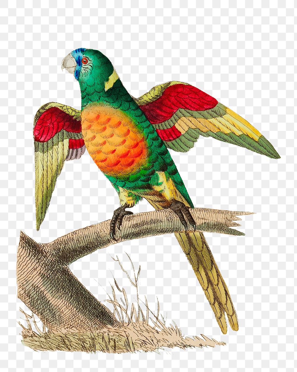 Png hand drawn bird long tailed green parrot illustration