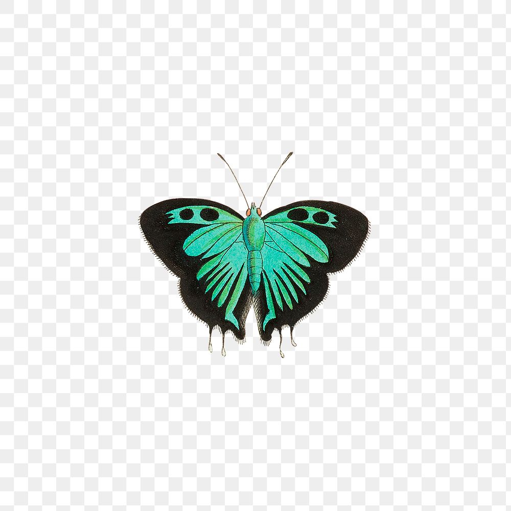 Png black double tailed butterfly illustration