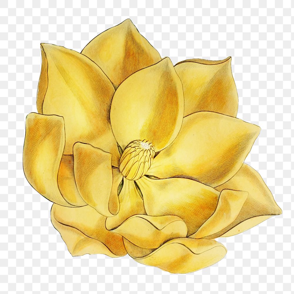 Yellow magnolia blooming png hand drawn