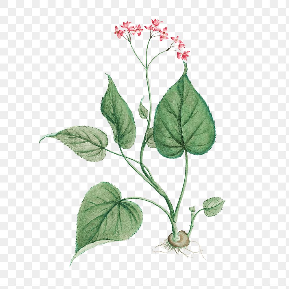 Begonia Erminea transparent png