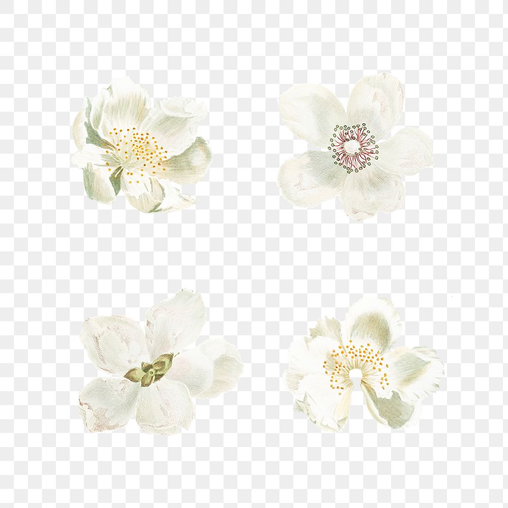 Set of blooming flowers transparent png
