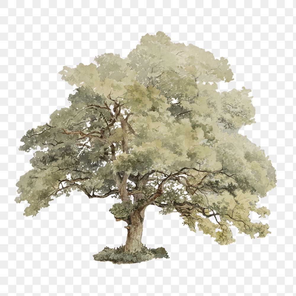 Vintage oak tree illustration transparent png